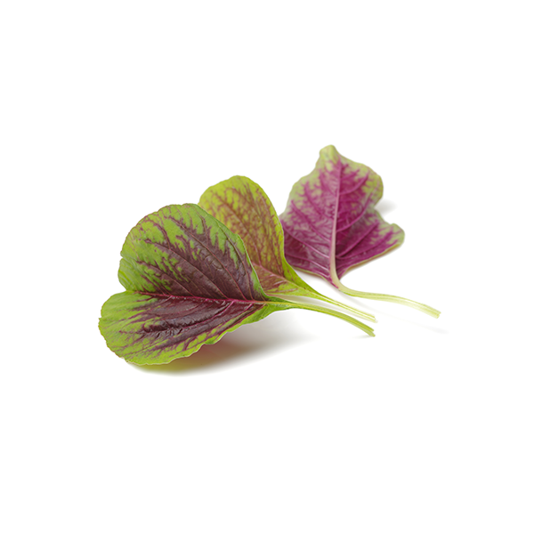 Amaranthus Leaf Extract