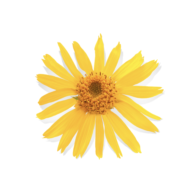 Arnica Extract
