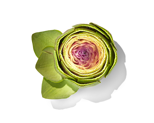 Artichoke Leaf Extract