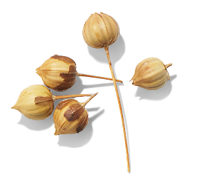 Linseed Extract