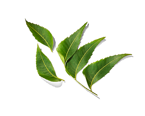 Neem Leaf Extract