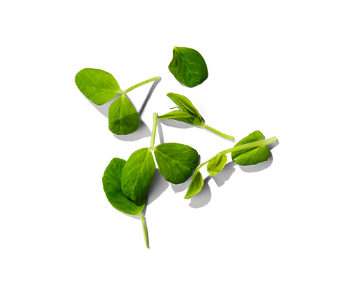 Pea Sprout Extract