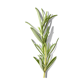Rosemary Extract