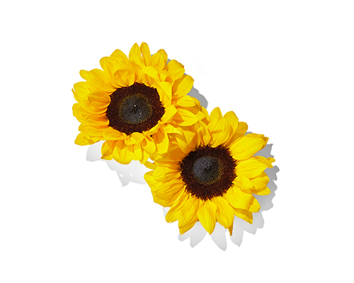 Sunflower Seed Exract